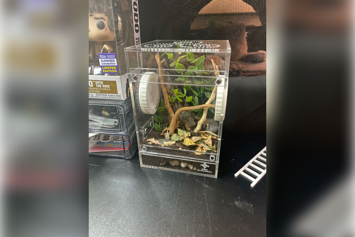 Домашний инсектарий для производства кузнечиков в качестве продукта питания